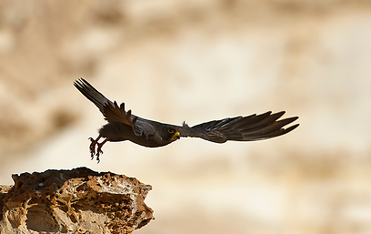 צילום: יואב פרלמן, החברה להגנת הטבע צילום: יואב פרלמן, החברה להגנת הטבע