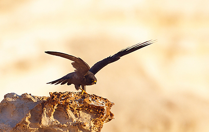צילום: יואב פרלמן, החברה להגנת הטבע צילום: יואב פרלמן, החברה להגנת הטבע