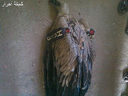 על פי אתרים בסודן, זה הנשר שנתפס ()
