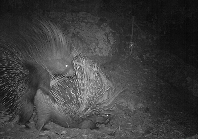 צילום: באדיבות BBC Wildlife Magazine