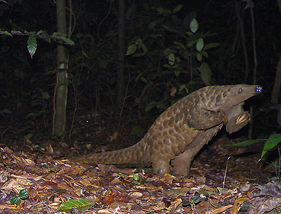 צילום: באדיבות BBC Wildlife Magazine