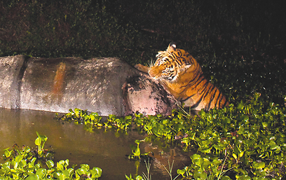 צילום: באדיבות BBC Wildlife Magazine