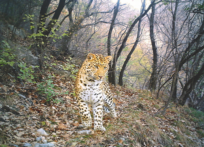 צילום: באדיבות BBC Wildlife Magazine