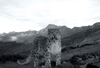 צילום: באדיבות BBC Wildlife Magazine