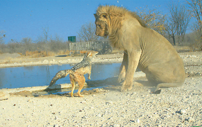 צילום: באדיבות BBC Wildlife Magazine