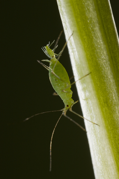 צילום: GDT European Wildlife Photographer of the Year 2012