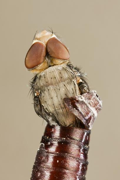 צילום: GDT European Wildlife Photographer of the Year 2012