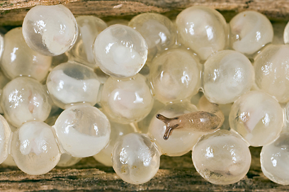 צילום: GDT European Wildlife Photographer of the Year 2012