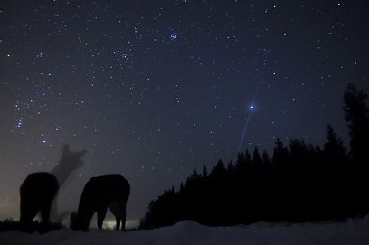 צילום: GDT European Wildlife Photographer of the Year 2012