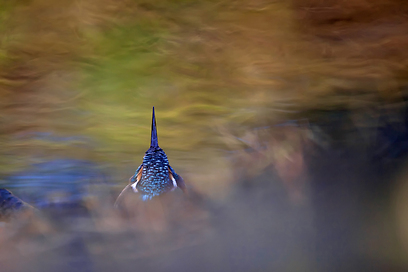 צילום: GDT European Wildlife Photographer of the Year 2012