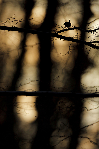 צילום: GDT European Wildlife Photographer of the Year 2012