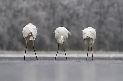צילום: GDT European Wildlife Photographer of the Year 2012