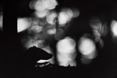 צילום: GDT European Wildlife Photographer of the Year 2012