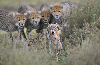 צילום: GDT European Wildlife Photographer of the Year 2012
