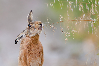 צילום: GDT European Wildlife Photographer of the Year 2012
