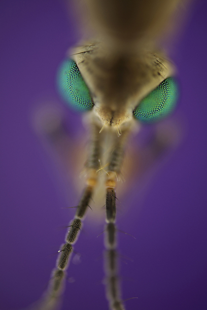 צילום: GDT European Wildlife Photographer of the Year 2012