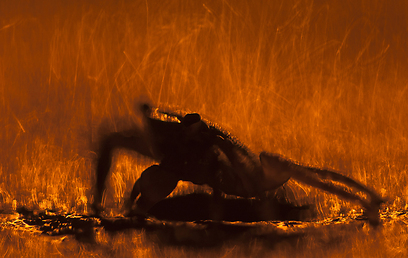 צילום: GDT European Wildlife Photographer of the Year 2012