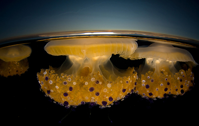 צילום: GDT European Wildlife Photographer of the Year 2012
