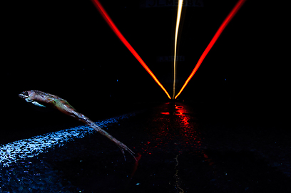 צילום: GDT European Wildlife Photographer of the Year 2012