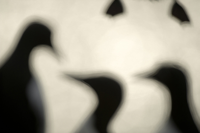 צילום: GDT European Wildlife Photographer of the Year 2012