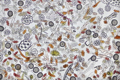 צילום: GDT European Wildlife Photographer of the Year 2012