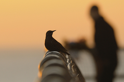 צילום: GDT European Wildlife Photographer of the Year 2012