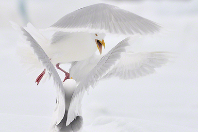 צילום: Travel Photographer of the Year 2012