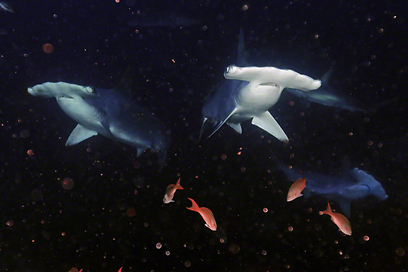 צילום: Travel Photographer of the Year 2012