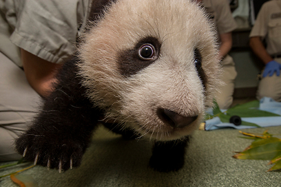 צילום: San Diego Zoo צילום: San Diego Zoo