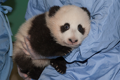 צילום: San Diego Zoo צילום: San Diego Zoo