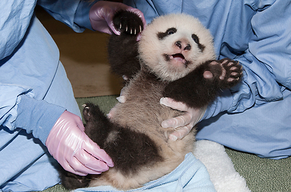 צילום: San Diego Zoo צילום: San Diego Zoo