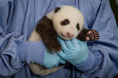 צילום: San Diego Zoo צילום: San Diego Zoo