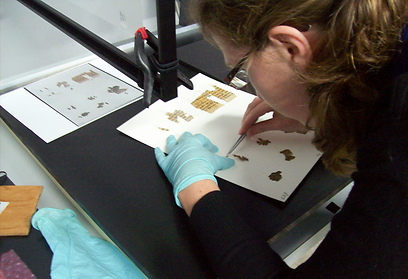 עבודת נמלים על קטעי מגילה במעבדה (צילום: שי הלוי, באדיבות רשות העתיקות) (צילום: שי הלוי, באדיבות רשות העתיקות)