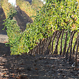 Grape vines in the Golan Heights Photo: Rina Nagila