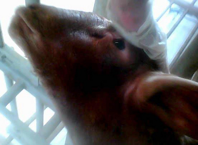 צילום: רונן בר, אנונימוס