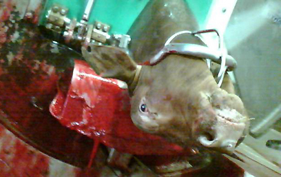 צילום: רונן בר, אנונימוס