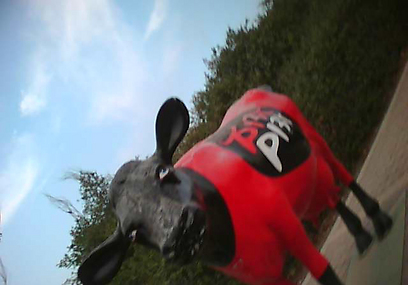 צילום: רונן בר, אנונימוס