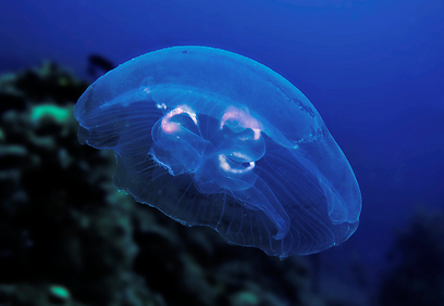 צילום: ד"ר דני ברחנא