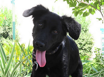 צילום: בואו הביתה אימוץ כלבים וחתולים