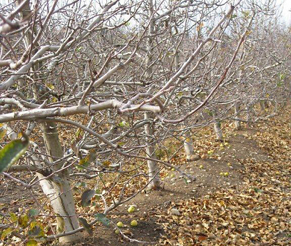 מטע תפוחים אורגני ברמת הגולן (צילום: אורנית רז ) (צילום: אורנית רז )