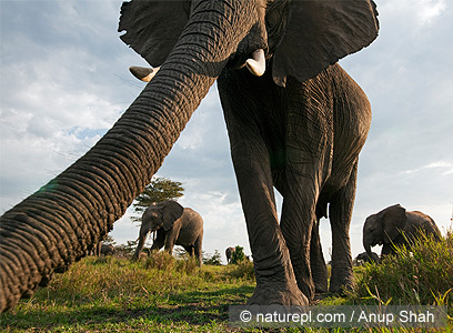 צילום: WWF-Canon