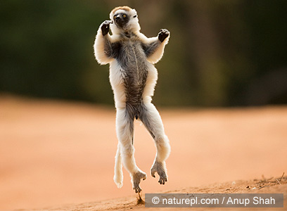 צילום: WWF-Canon