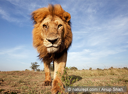 צילום: WWF-Canon