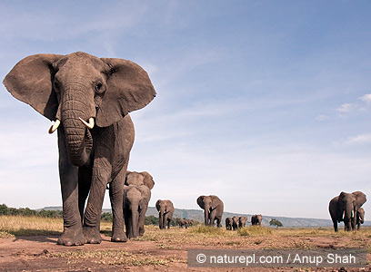 צילום: WWF-Canon
