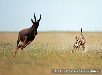 צילום: WWF-Canon