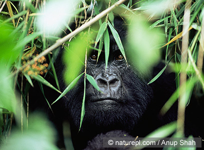 צילום: WWF-Canon