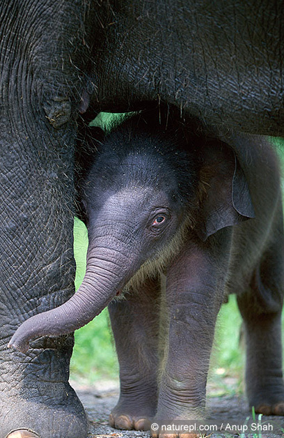 צילום: WWF-Canon