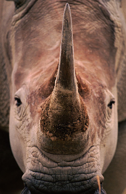 צילום: WWF-Canon