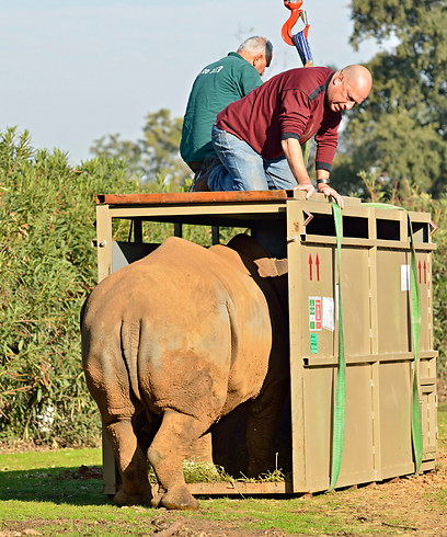 צילום: טיבור יגר, ספארי ר"ג