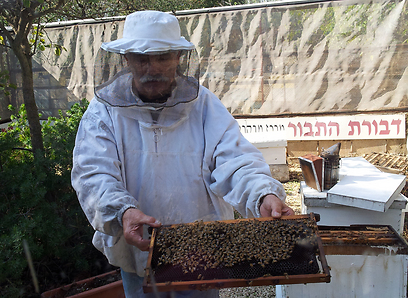 הכל על דבורים, וגם תולעי משי. יגאל בן זאב בפעולה (צילום: זיו ריינשטיין) (צילום: זיו ריינשטיין)